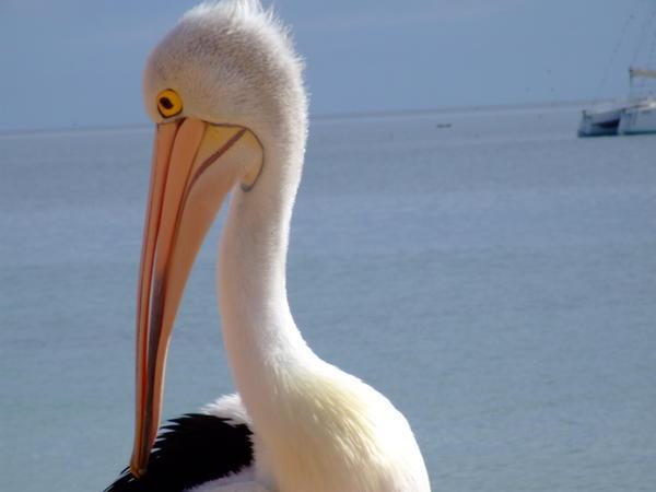 Pelicans have to avoid the dawn stampeed to the beach