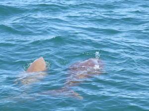 A dugang mother and calf happened to swim by.