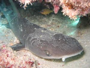 Little Port Jacksopn Shark