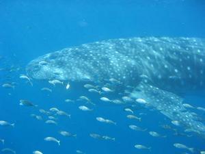 Whale Shark - the biggest fish in the sea