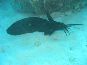 Sailfin Catfish - only found on the Nigaloo Reef.