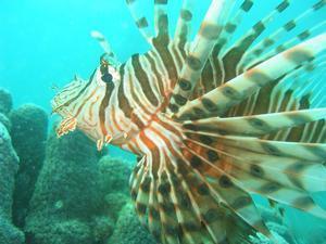 Lionfish - you may have already met in Thailand.