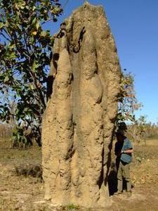 This is a big bastard of a termite mound.