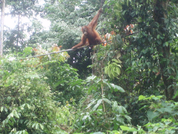 more orang utans