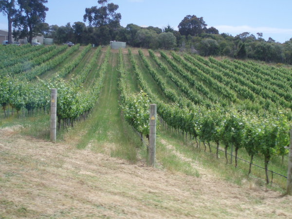 Margaret River  Area and more vineyards