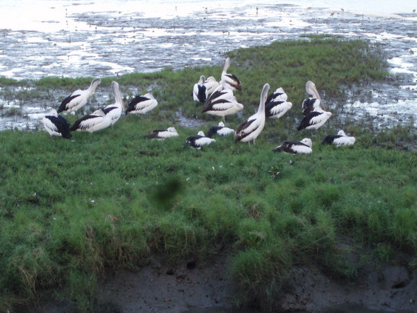 A pile of pelicans