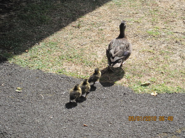 a mum and her chicks so cute