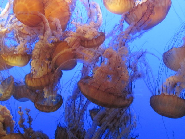 glorious jellyfish in the aquarium