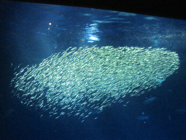 swirls of sardines
