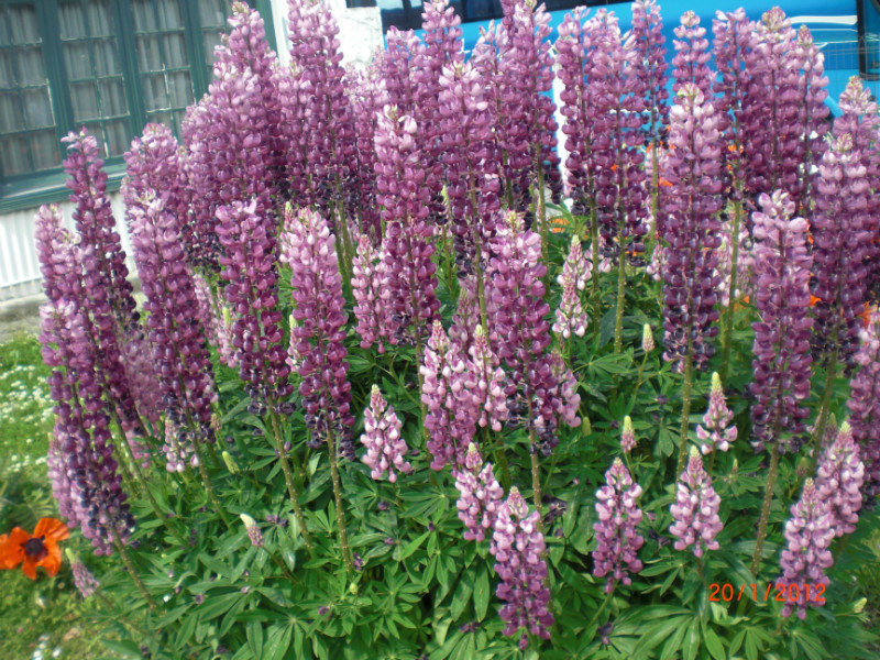 Lupins are everywhere 
