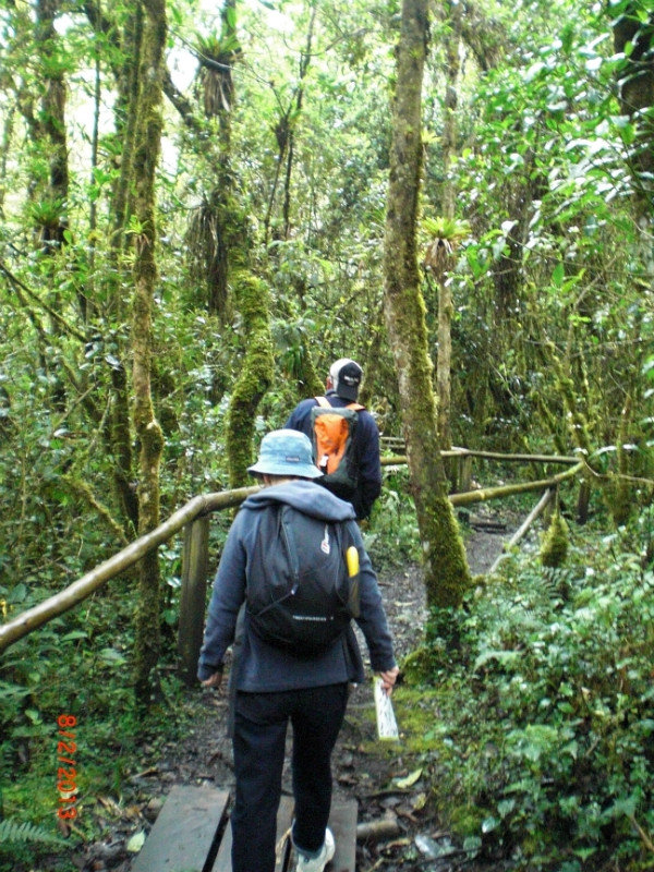 walking through the cloud forest