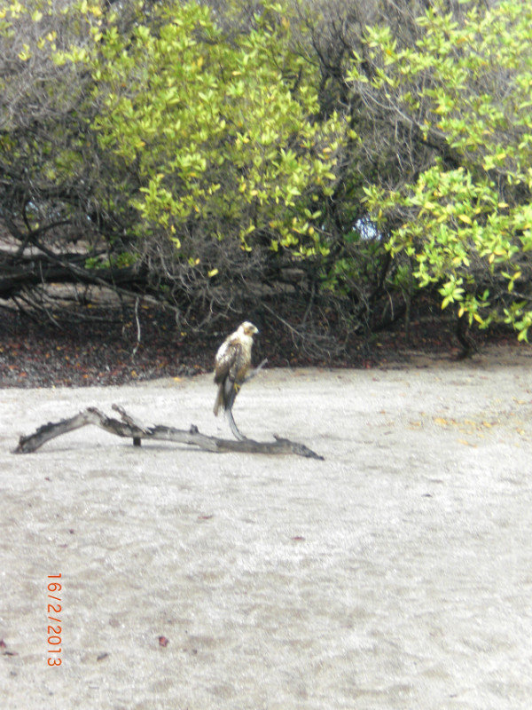 the galapogus hawk