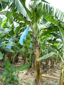 Plantation de bananier