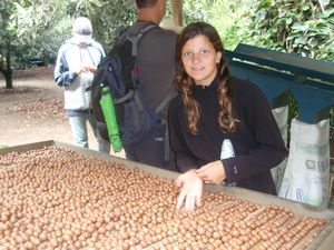 Plantation de noix de macadam