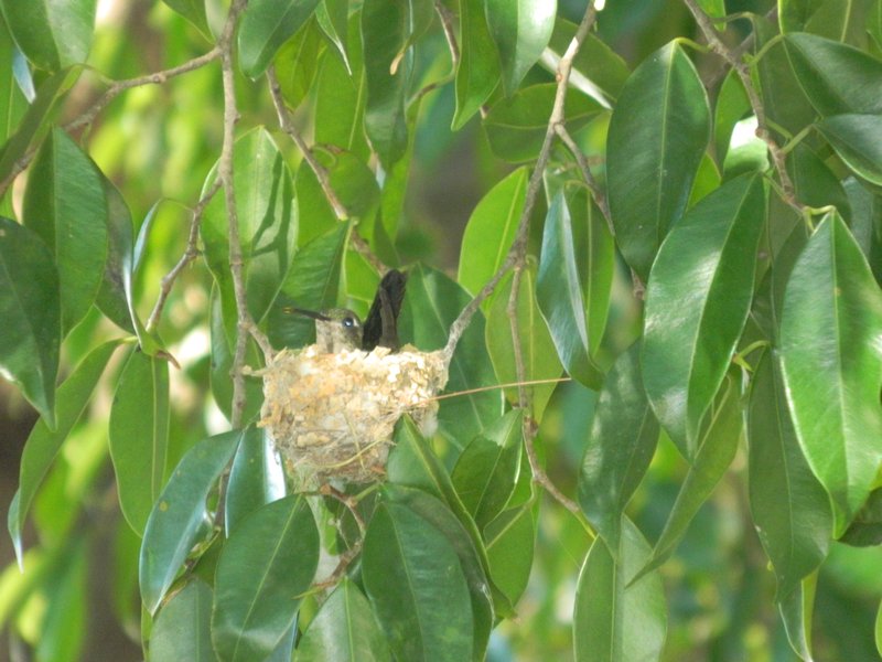 nid de colibri
