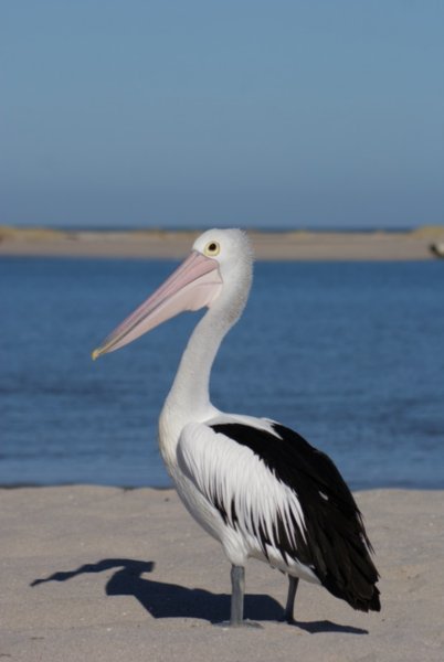 Pelikan stiller op til aere for fotografen