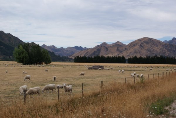 New Zealand har mange får