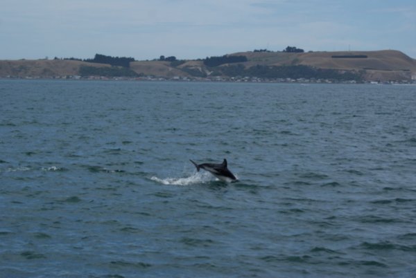 Delfin i Kaikoura