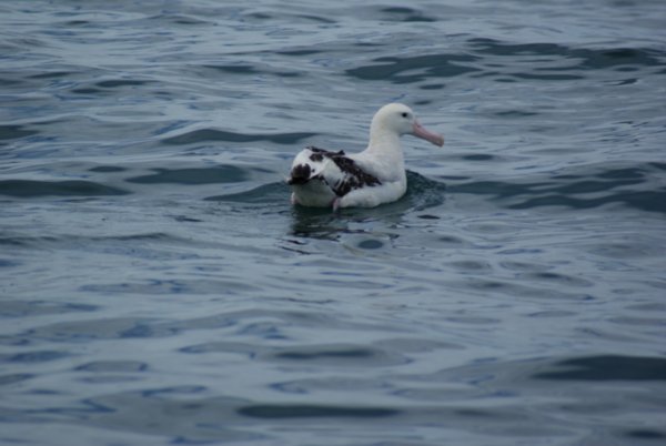 Forstørret måge - albatros