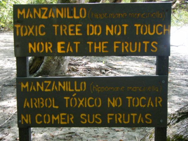 Toxic Tree
