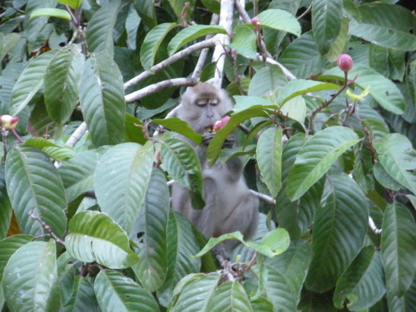 Long-tail Macaque