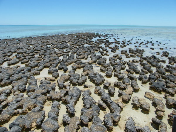 The stromatolites