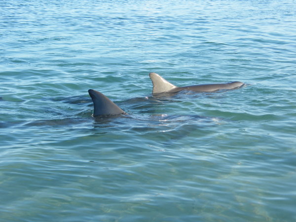 two dolphins...