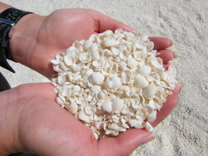 Close up of the shells