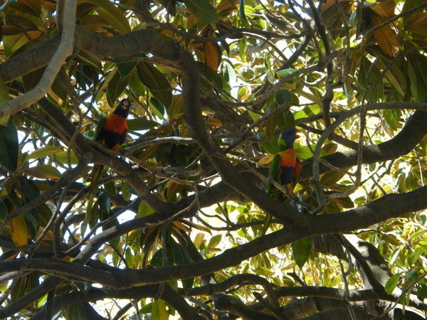 The parrots in the Botanic gardens