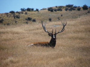 One of the Stags