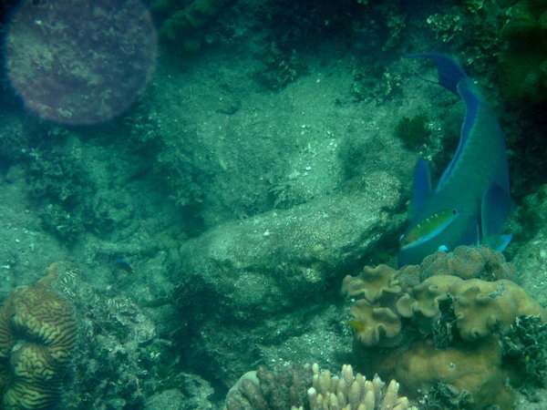 More fish on reef