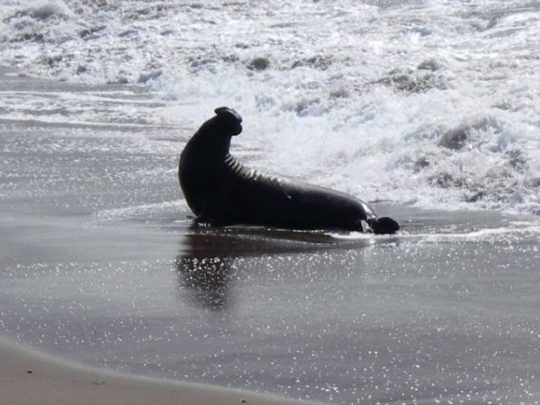 Bull Elephant seal