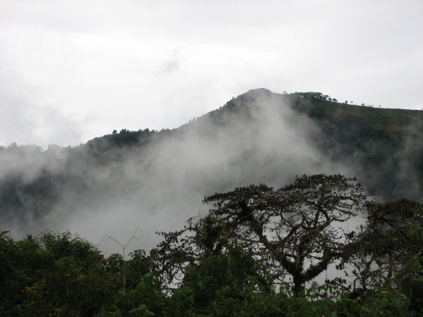cloud forest