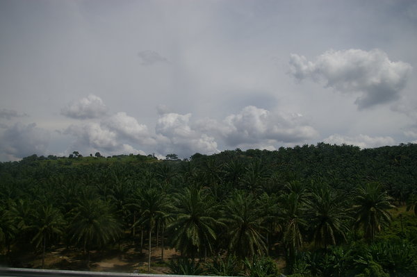 Plantation de palmiers