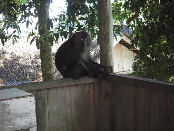 Mama Monkey hanging out on the bungalow