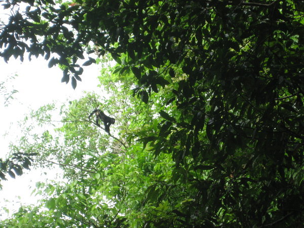 spider monkey in trees at Tikal, Guatemala