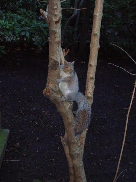 cute squirrel somewhere in London