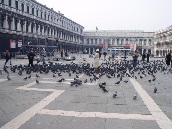 pidgeons in piazza san marco(St. Mark's square)