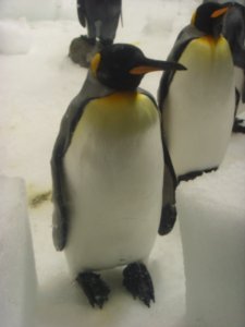 Aww, hi mr. penguin :)