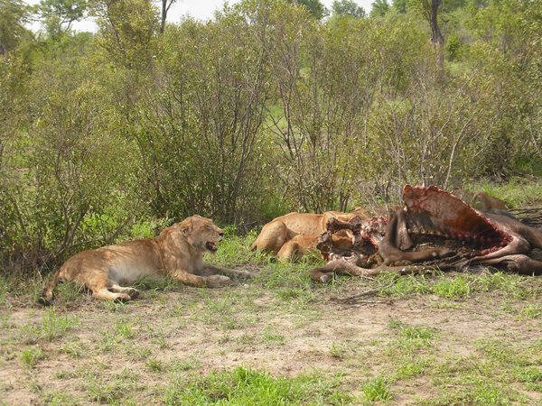 Lioness on a kill