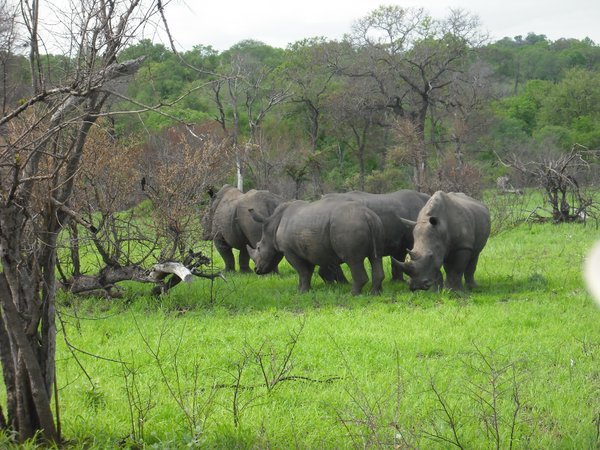 Rhinos during a game drive