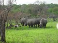 Rhinos during a game drive