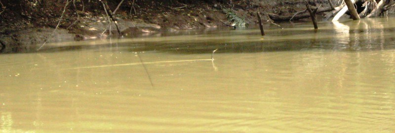 Snake Bird Swimming