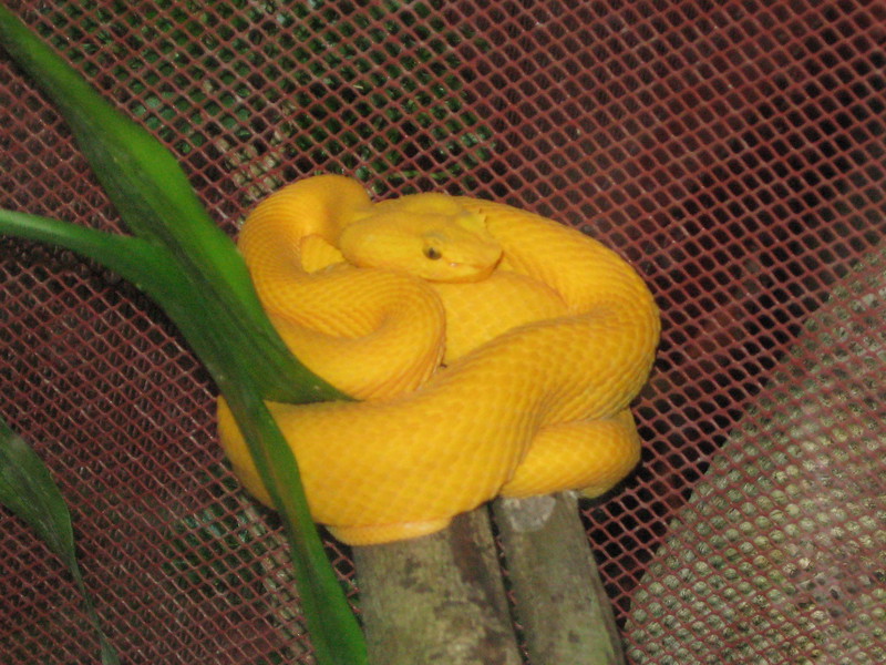 Yellow Snake