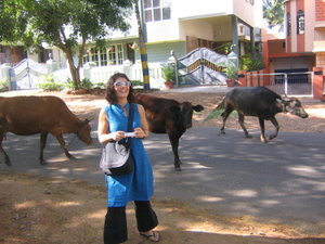 Jess and cows in the neighborhood