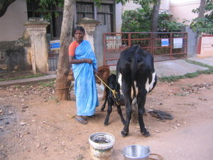 Woman letting calf get milk