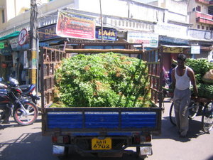 Truck filled with cilantro