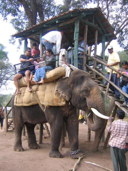 Boarding the Elephant