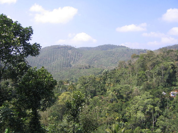 A view of the hills around Kumily
