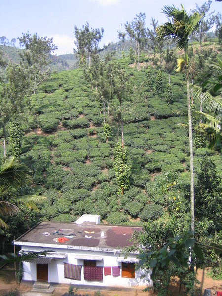 Tea plantation, coffee drying on roof of home